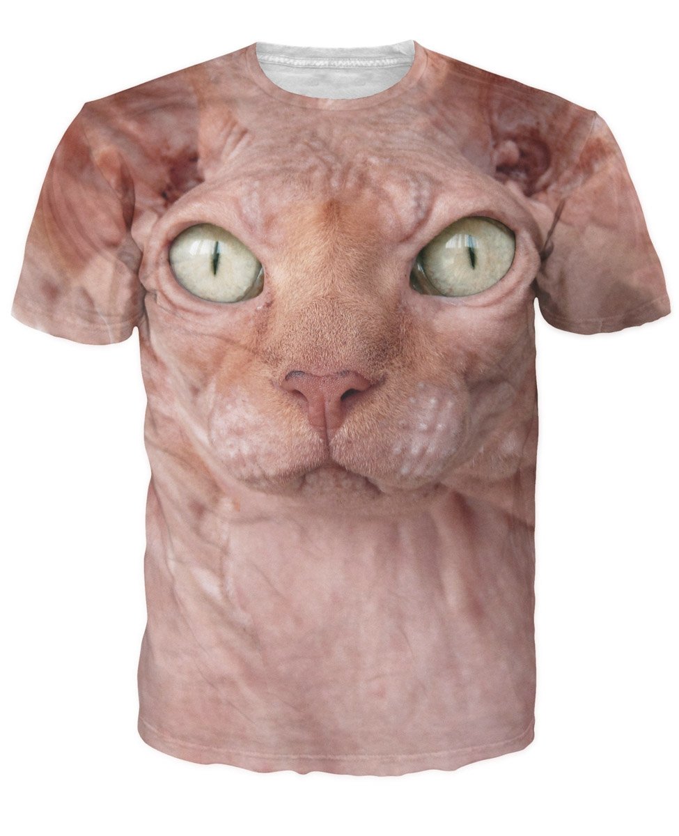 sphynx cat